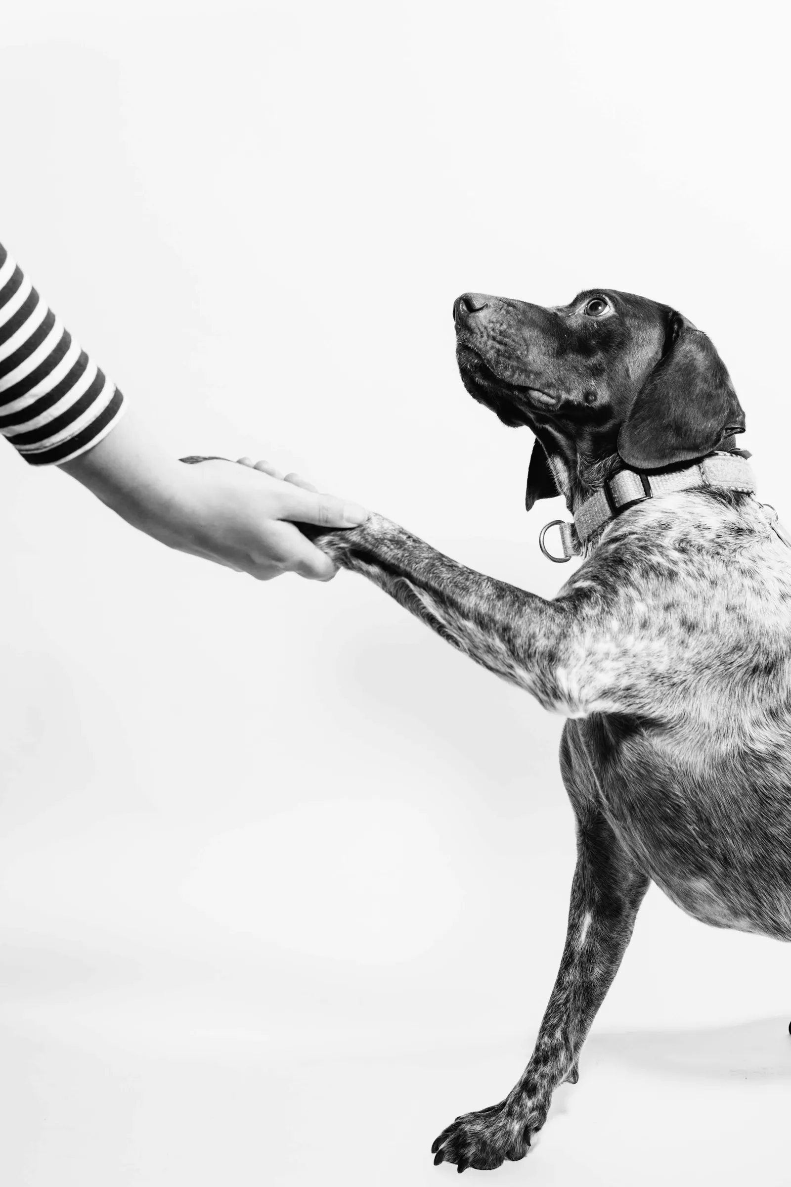 Une main et la patte d'un chien réunies — un geste de confiance, en noir et blanc