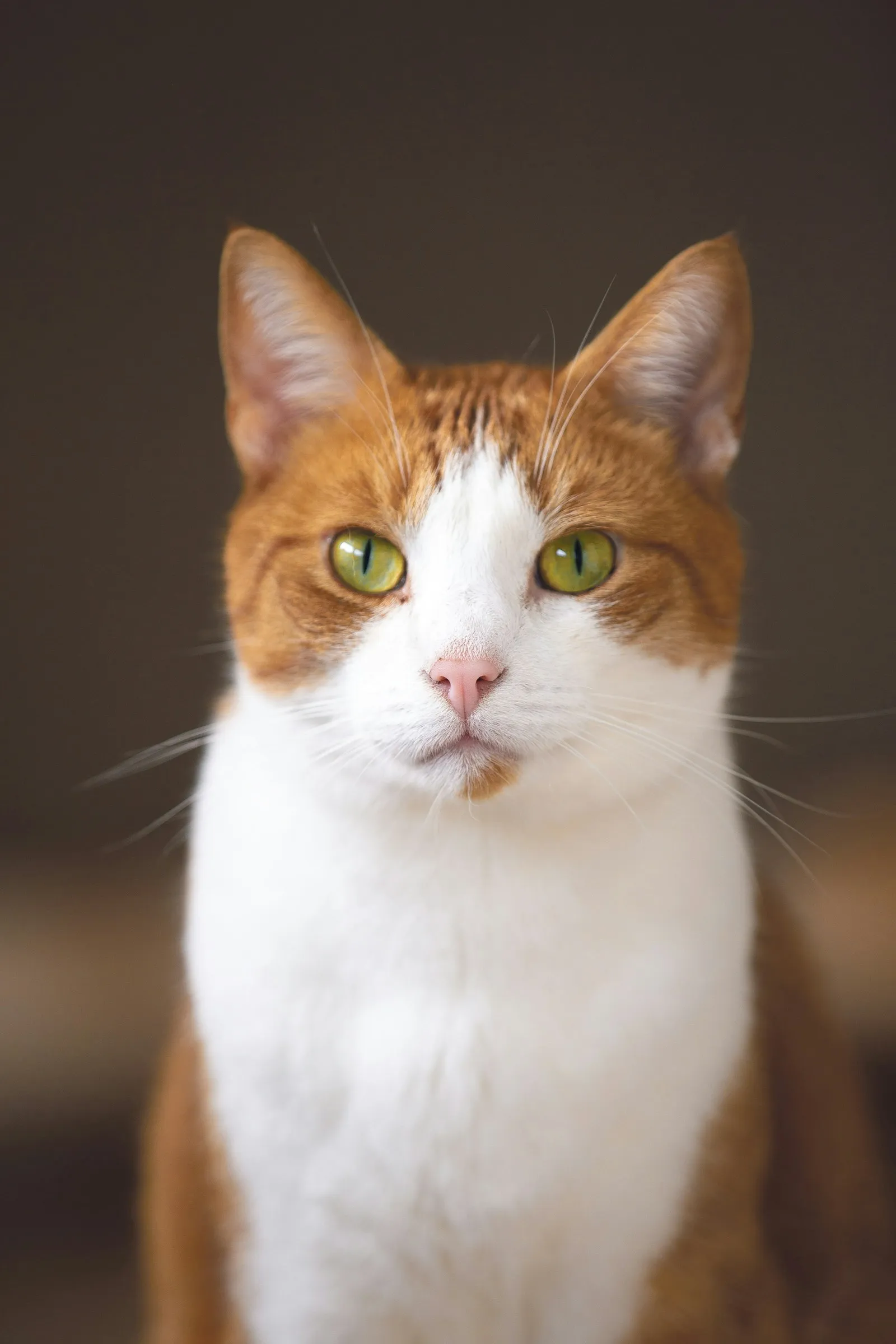 Chat roux et blanc aux yeux verts, à l'écoute