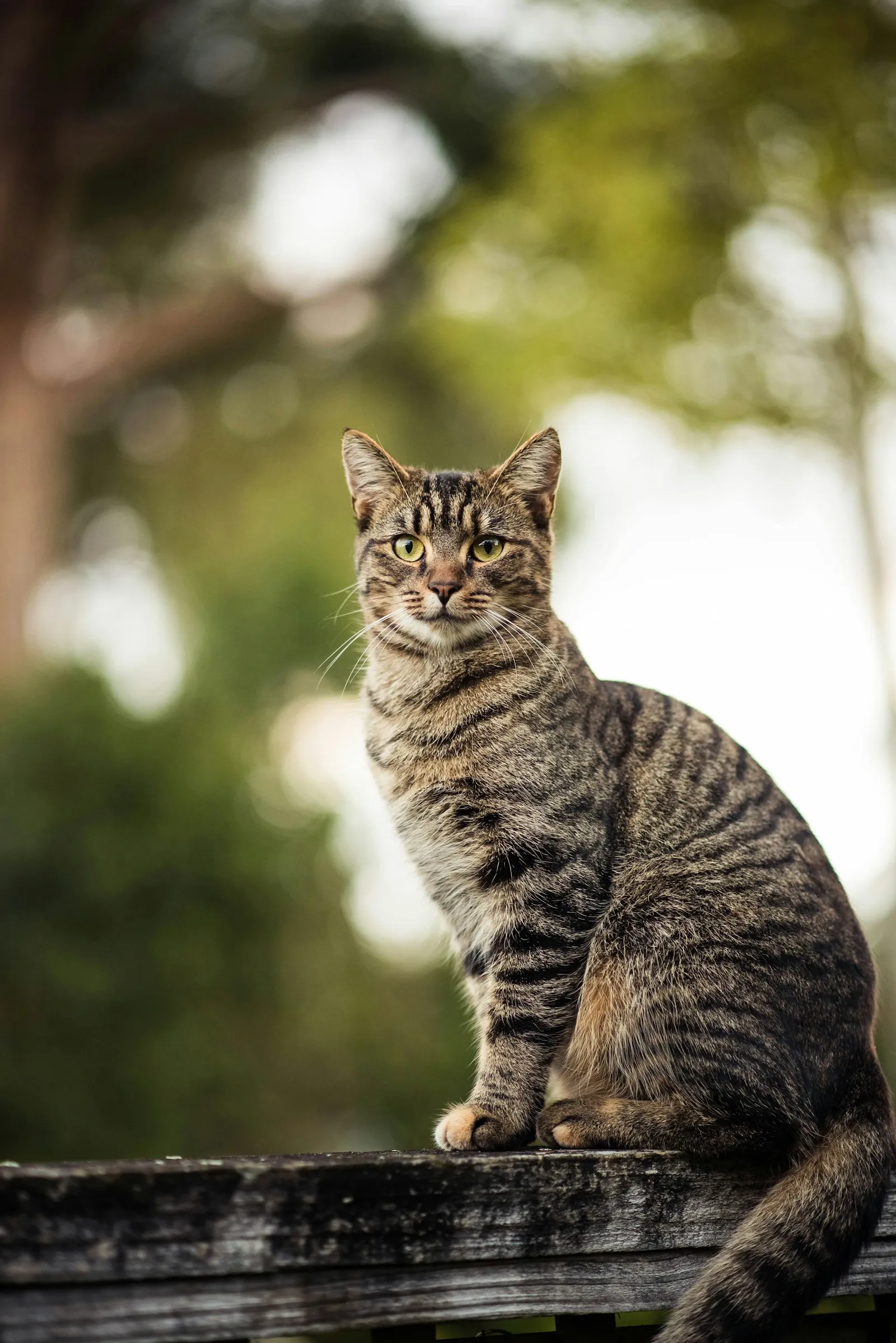 Chat tigré attentif, posture alerte dans un jardin
