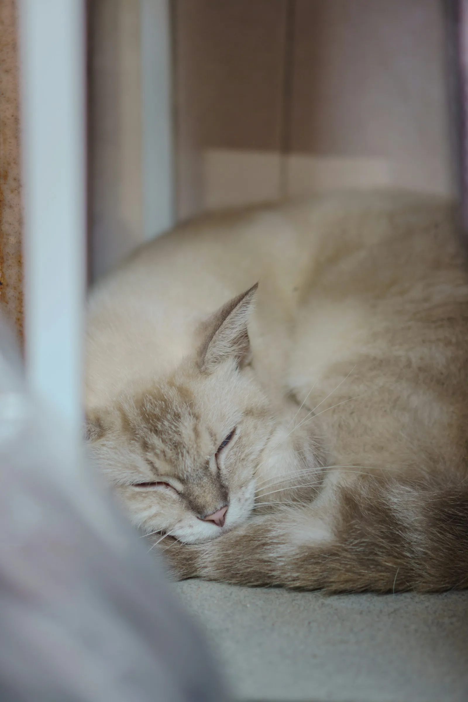 Chat couleur crème endormi, paisiblement lové