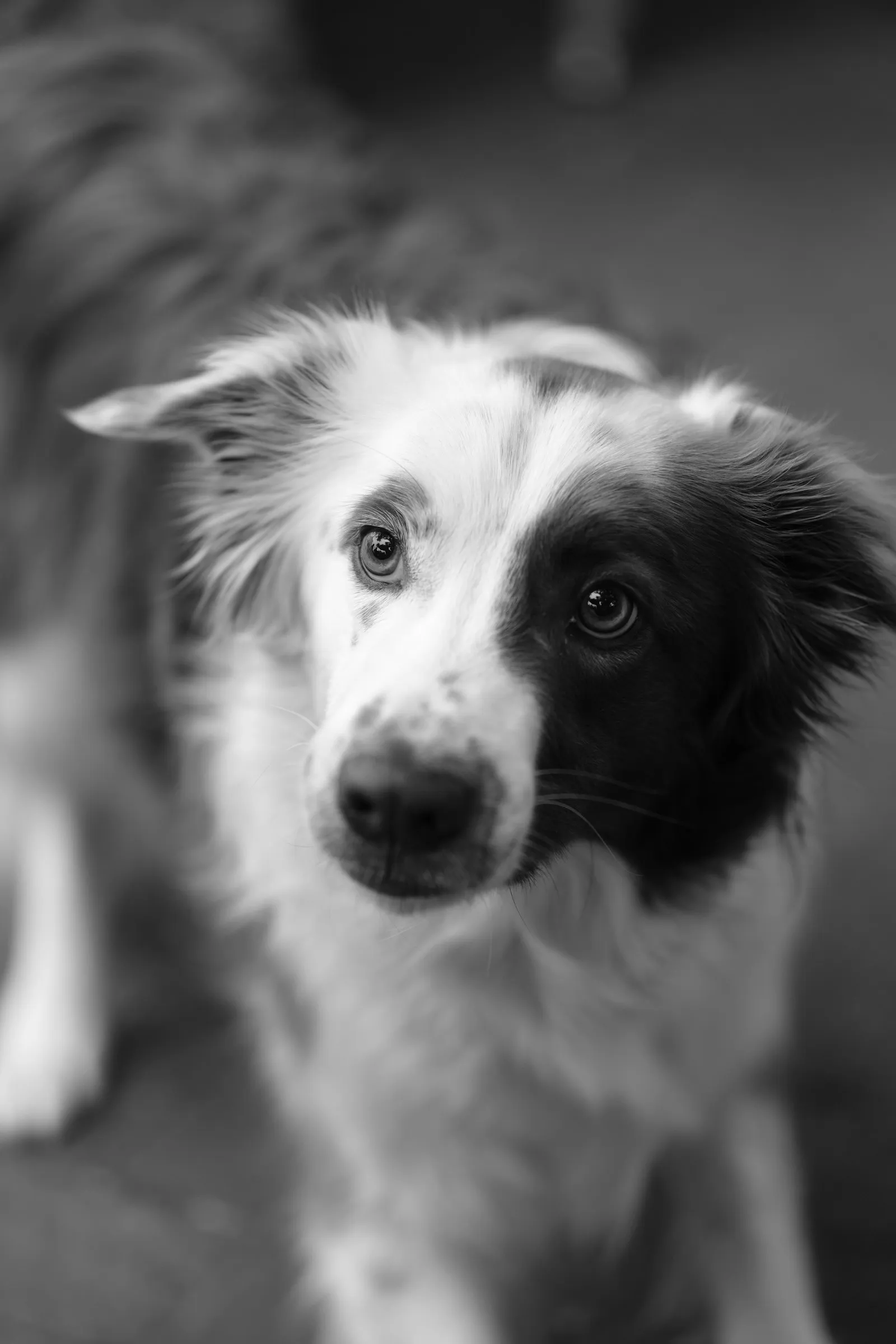Chien au regard profond et attentif, à l'écoute — symbole de l'échange en communication animale