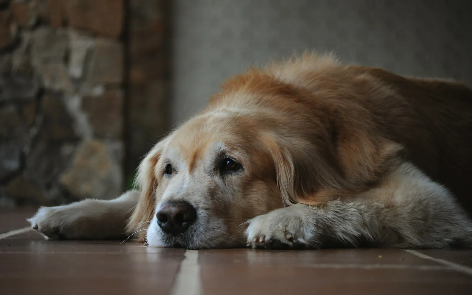 Chien âgé au repos, regard doux et apaisé, allongé au sol