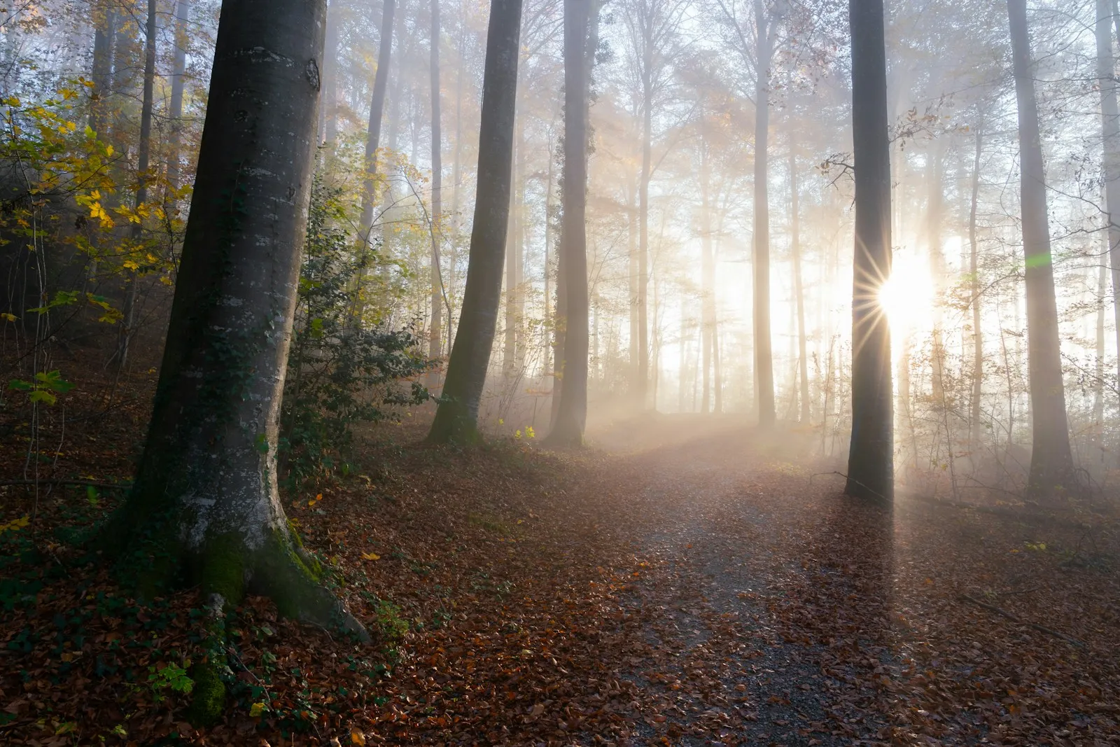 Rayons de soleil traversant une forêt à l'aube, lumière douce et apaisante
