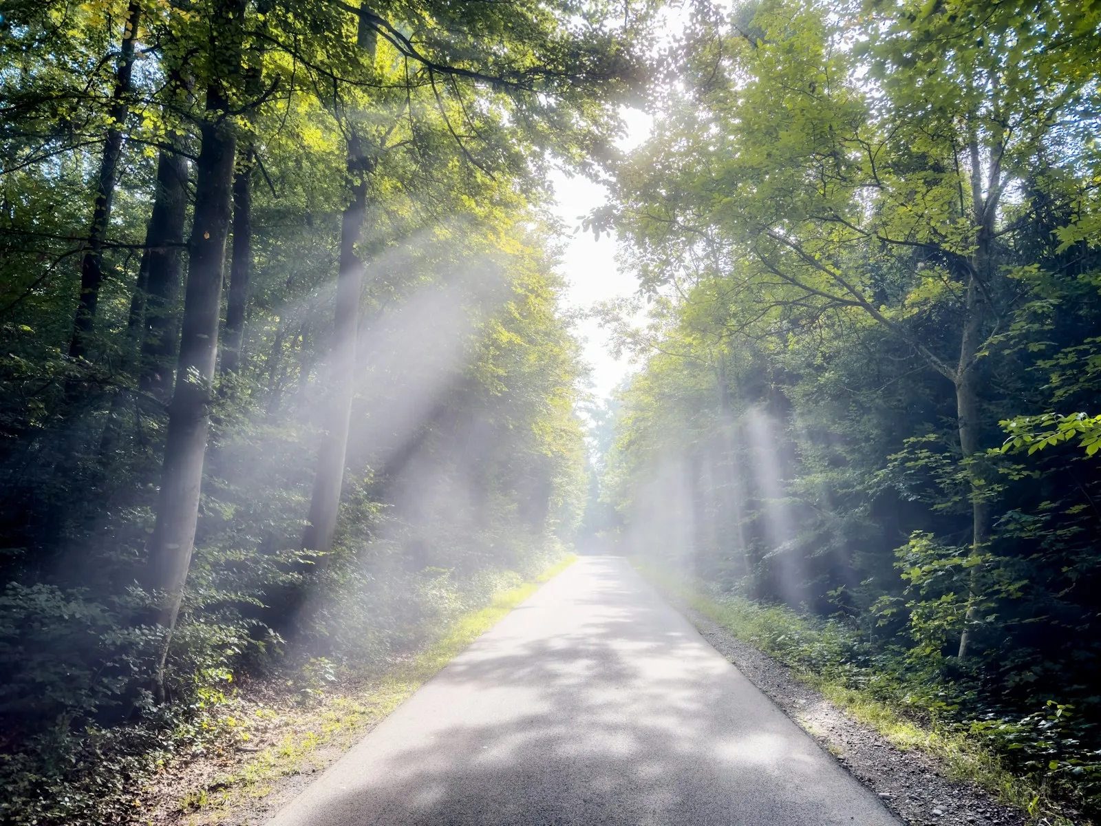 Rayons de soleil traversant les arbres d'une forêt, lumière douce et apaisante