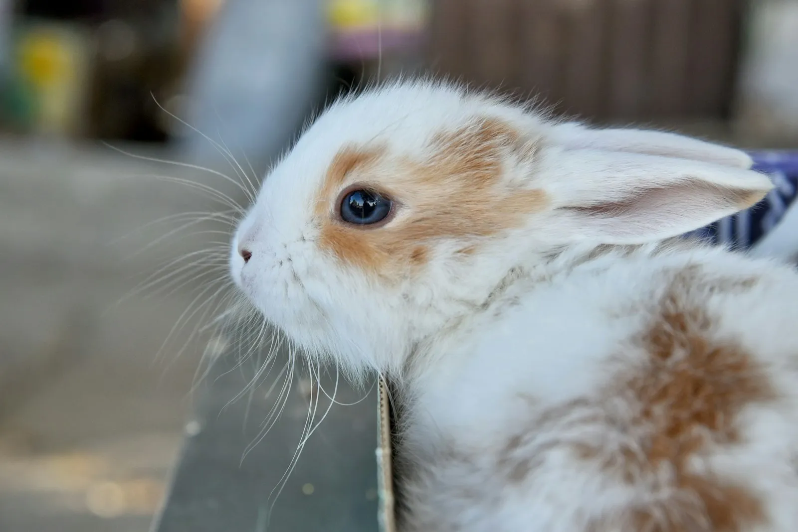 Jeune lapin blanc et roux de profil, museau et moustaches délicats